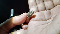 Rhinella marina