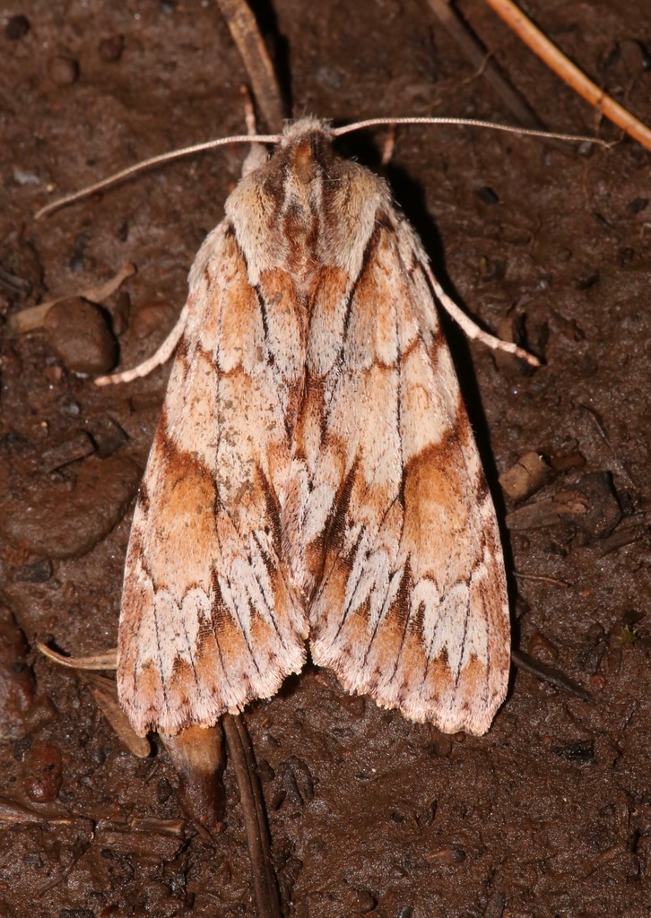 Andropolia theodori