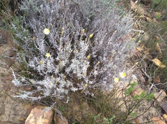 Syncarpha staehelina