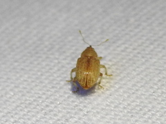 Lignyodes helvolus