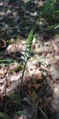 Spiranthes ovalis ovalis