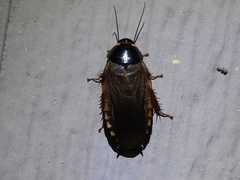 Pycnoscelus surinamensis