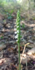 Spiranthes ovalis ovalis