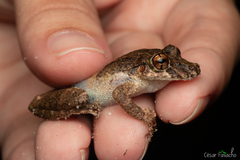 Scinax nebulosus