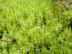 Pulchrinodus inflatus