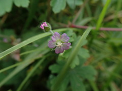 Geranium gardneri