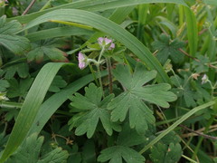 Geranium gardneri