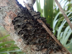 Leptogium coralloideum