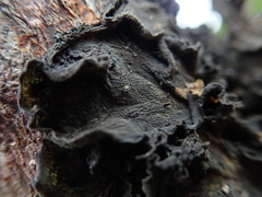 Leptogium coralloideum