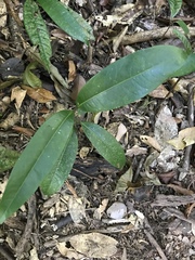 Endiandra microneura