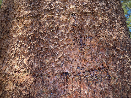 iNaturalist observation photo of Williamson's Sapsucker