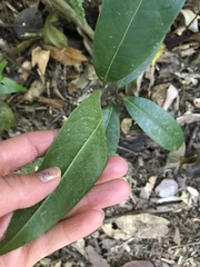 Endiandra microneura