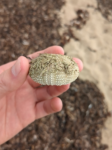 Photo of Shore sea urchin (Psammechinus miliaris)