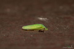 Cicadellidae