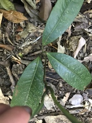 Endiandra microneura