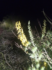 Echinopterys eglandulosa