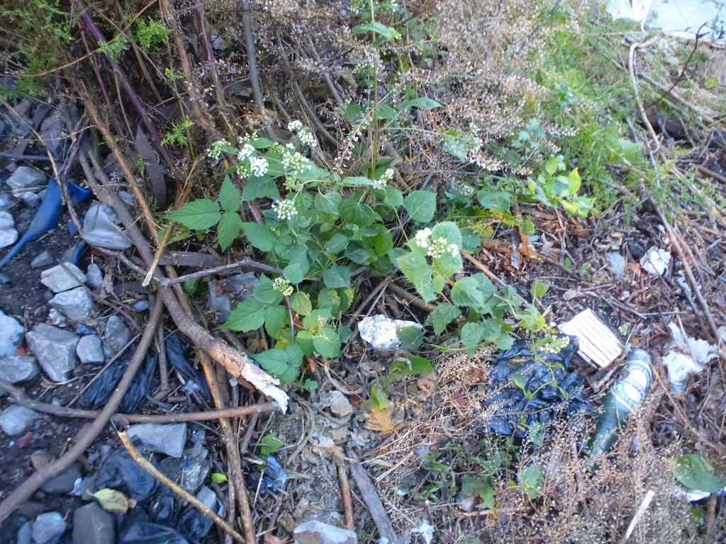 Ageratina altissima, Fort George, New York, NY, USA