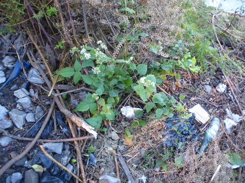 white snakeroot (Ageratina altissima)