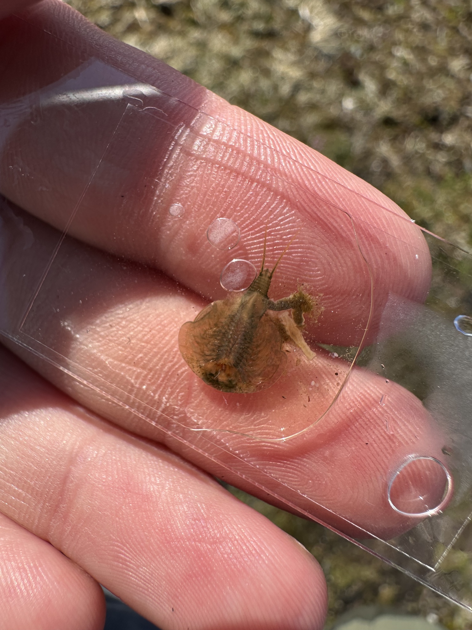 Lepidurus arcticus (Pallas, 1793)