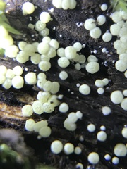 Trichoderma chromospermum