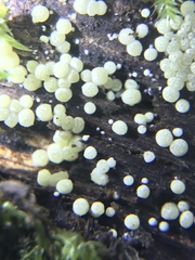 Trichoderma chromospermum