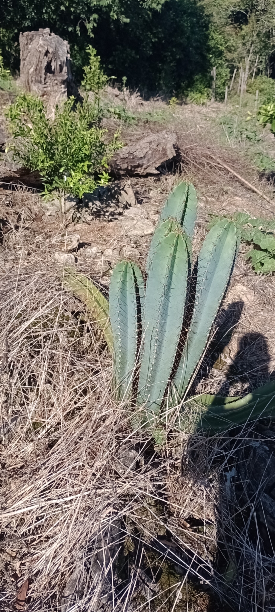 Cereus hildmannianus