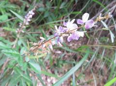 Grona heterocarpos strigosa