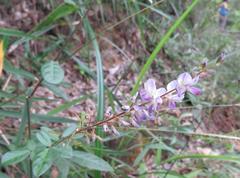 Grona heterocarpos strigosa