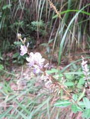 Grona heterocarpos strigosa