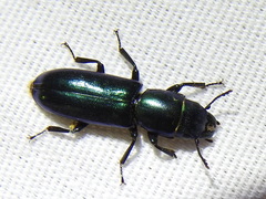 Temnoscheila acuta