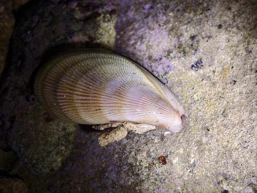 Septifer excisus observed 2025-07-05