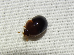 Camptodes texanus