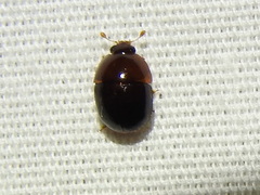 Camptodes texanus