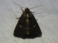 Coxina cinctipalpis