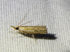 Fissicrambus quadrinotellus