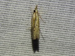 Fissicrambus quadrinotellus