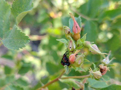 iNaturalist observation photo of Rose Weevils