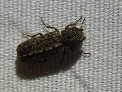 Lichenophanes bicornis