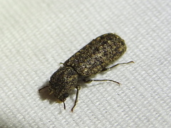 Lichenophanes bicornis