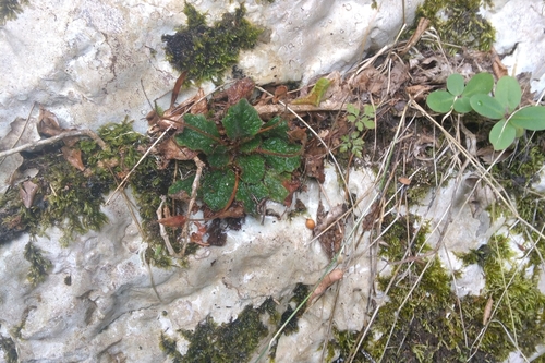 Ramonda serbica, photograph 5