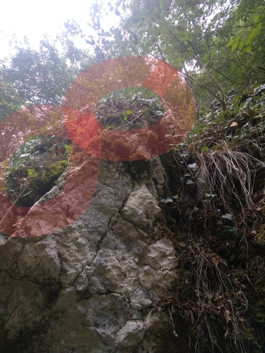 Ramonda serbica, photograph 6