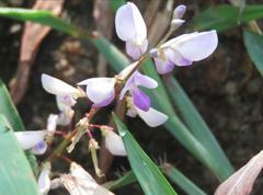 Grona heterocarpos strigosa