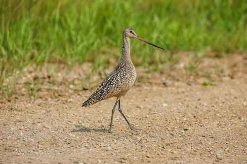 Marbled Godwit