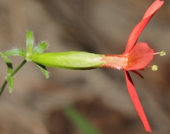 Silene subciliata