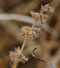 Stachys aspera