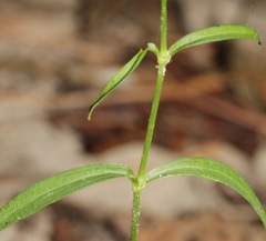 Silene subciliata