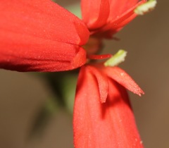 Silene subciliata