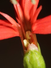 Silene subciliata
