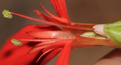 Silene subciliata