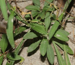 Silene subciliata